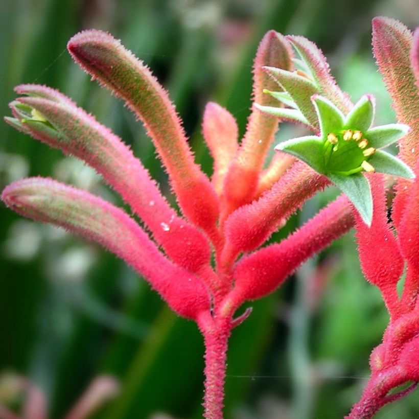 Kenguruntassu - Anigozanthos flavidus (Kukinta)