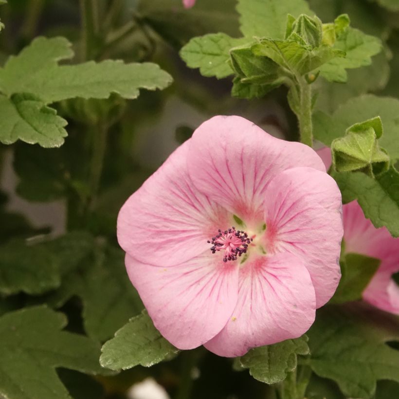 Huonemalva IB 005-6 Cotton Candy Pink (Kukinta)