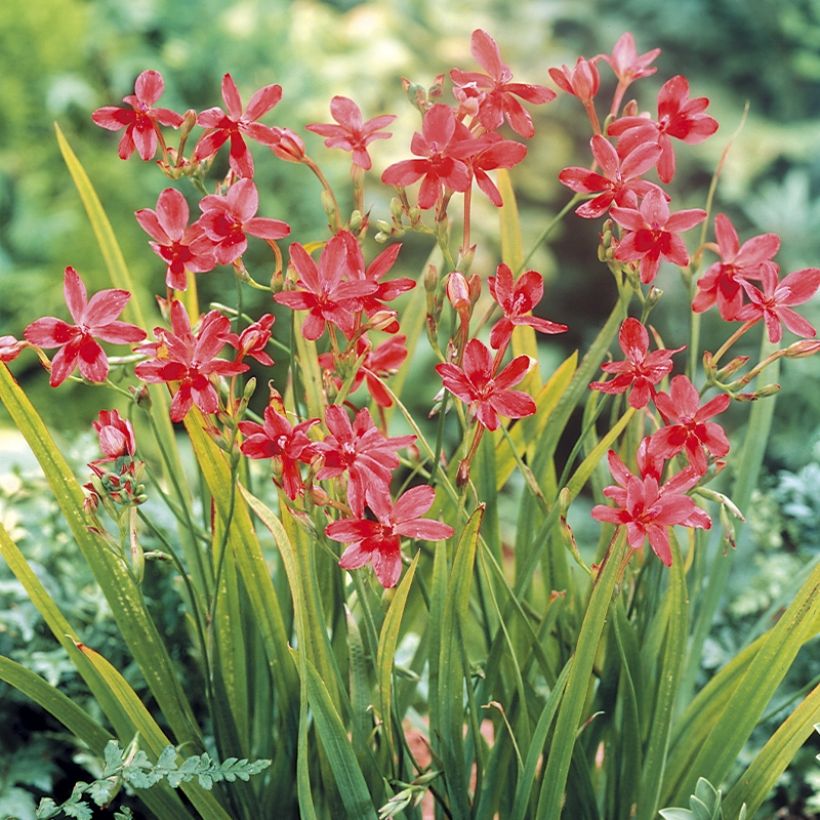 Anomatheca laxa (Plant habit)