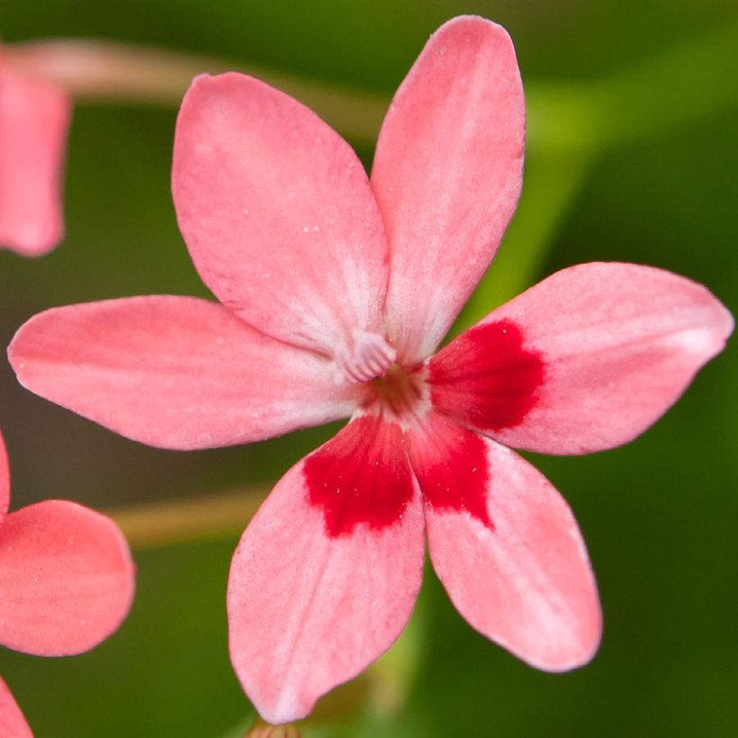 Anomatheca laxa (Flowering)
