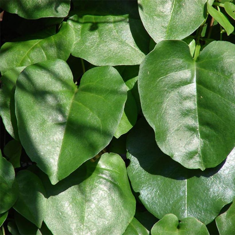 Mukulapinaatti - Anredera cordifolia (Foliage)