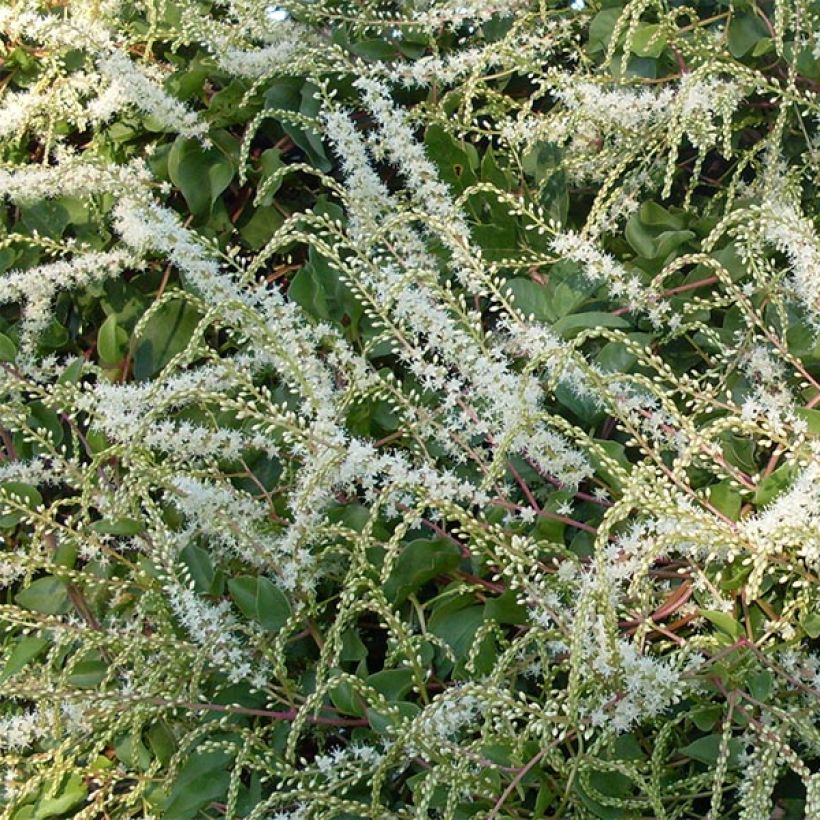 Mukulapinaatti - Anredera cordifolia (Flowering)