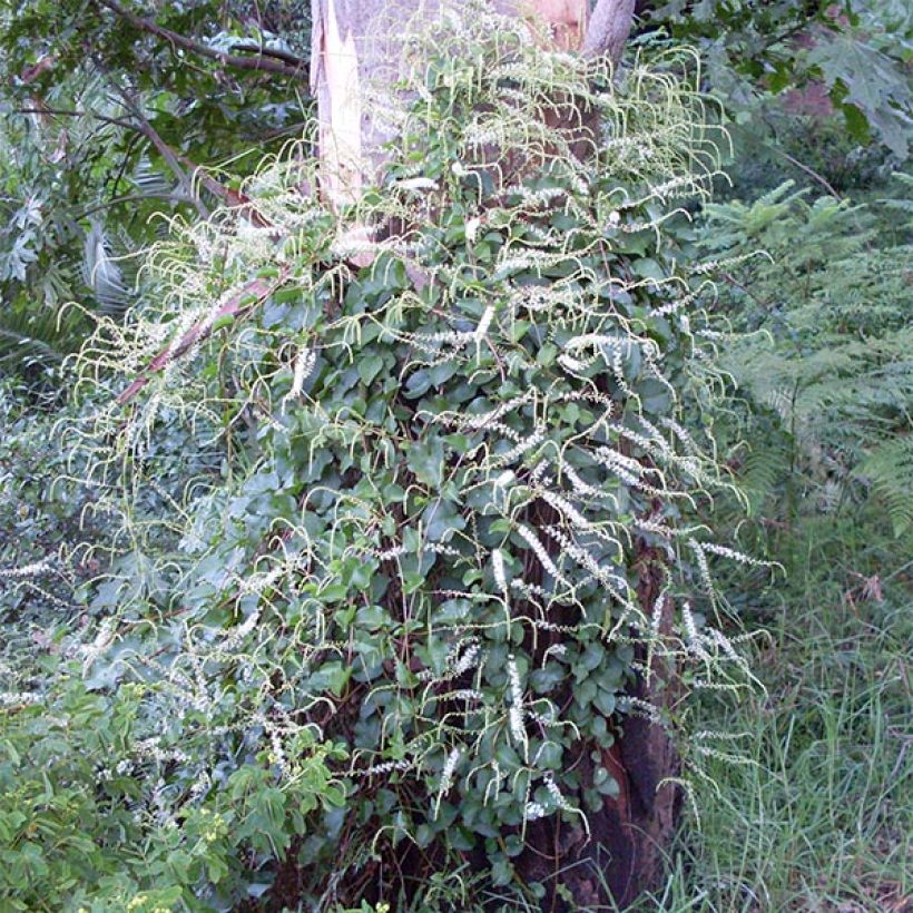 Mukulapinaatti - Anredera cordifolia (Plant habit)
