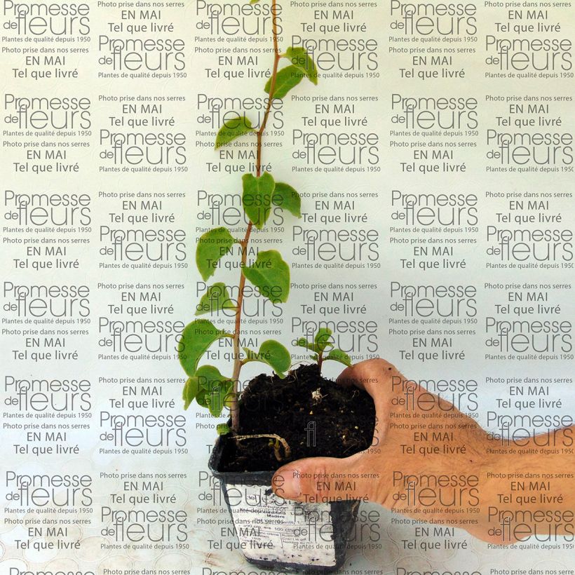 Example of Mukulapinaatti - Anredera cordifolia Bulbe as you get