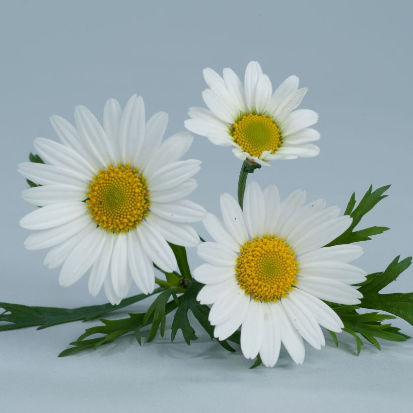 Kanarianmarketta Everest White (Kukinta)