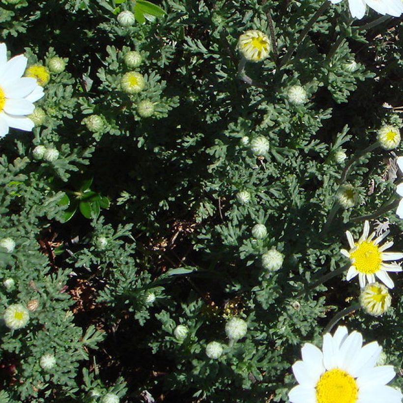 Sauramo - Anthemis punctata subsp. cupaniana (Lehvistö)
