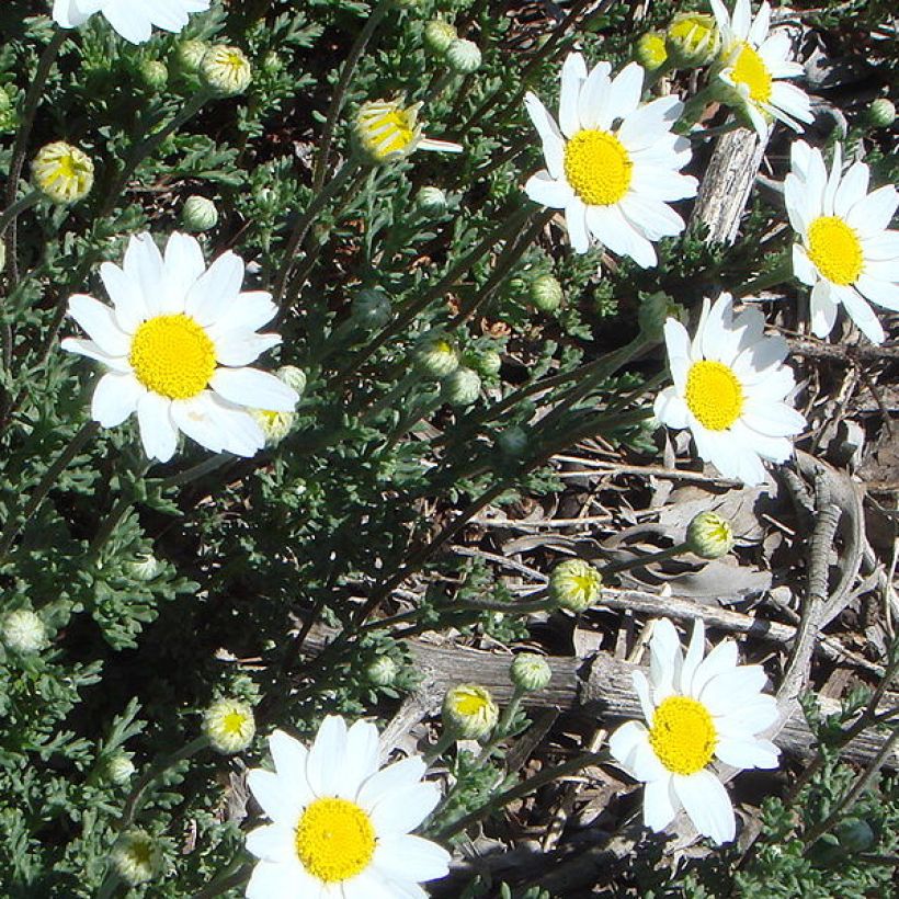 Sauramo - Anthemis punctata subsp. cupaniana (Kasvutapa)