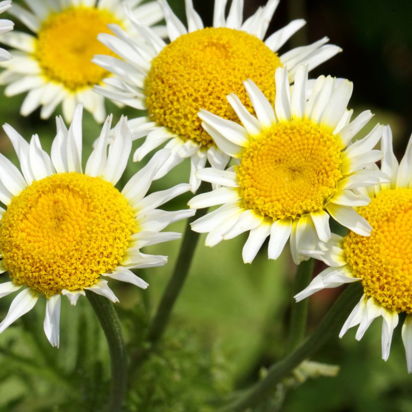 Sauramo - Anthemis punctata subsp. cupaniana (Kukinta)