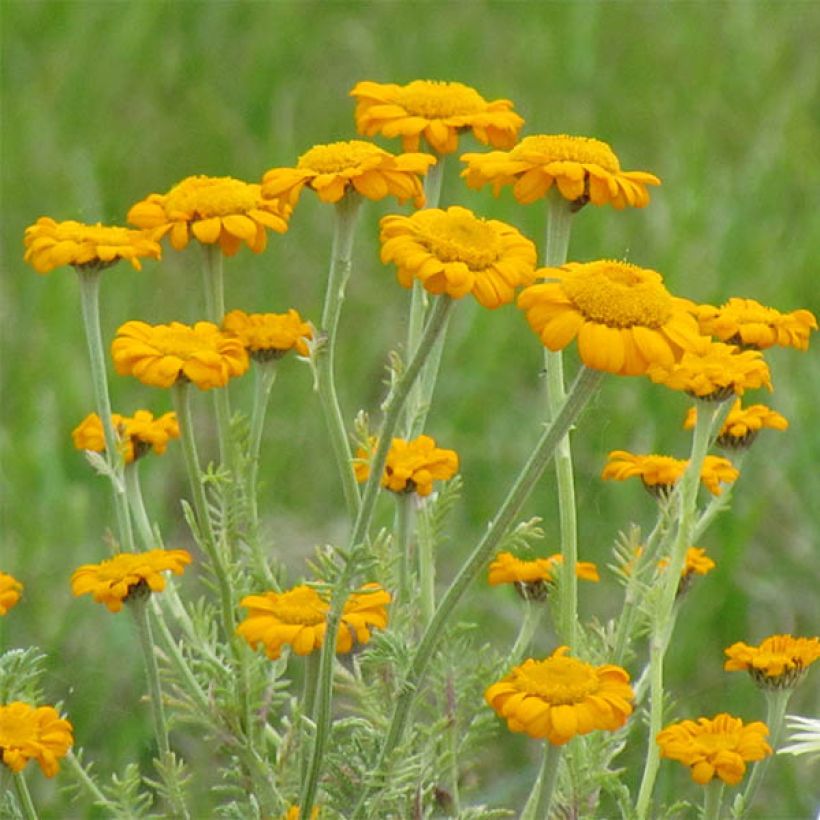 Johanneksensauramo - Anthemis sancti-johannis (Kukinta)