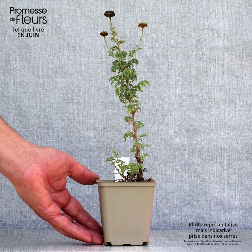 Esimerkki kesällä toimitetusta Johanneksensauramo - Anthemis sancti-johannis Taimiruukku 7/8 cm-taimesta