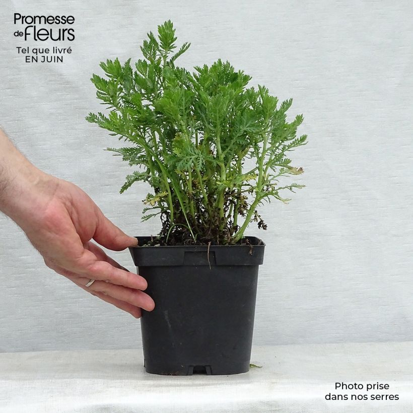 Esimerkki kesällä toimitetusta Keltasauramo E.C. Buxton Pot de 2L/3L-taimesta