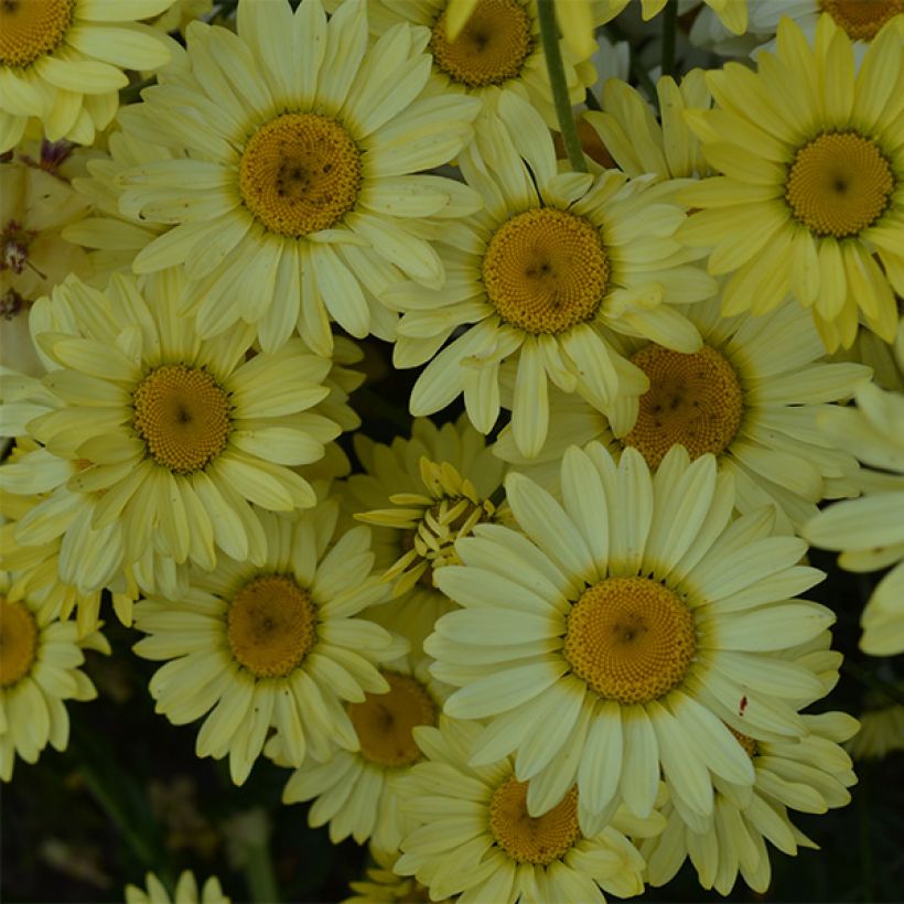 Keltasauramo Wargrave Variety (Kukinta)
