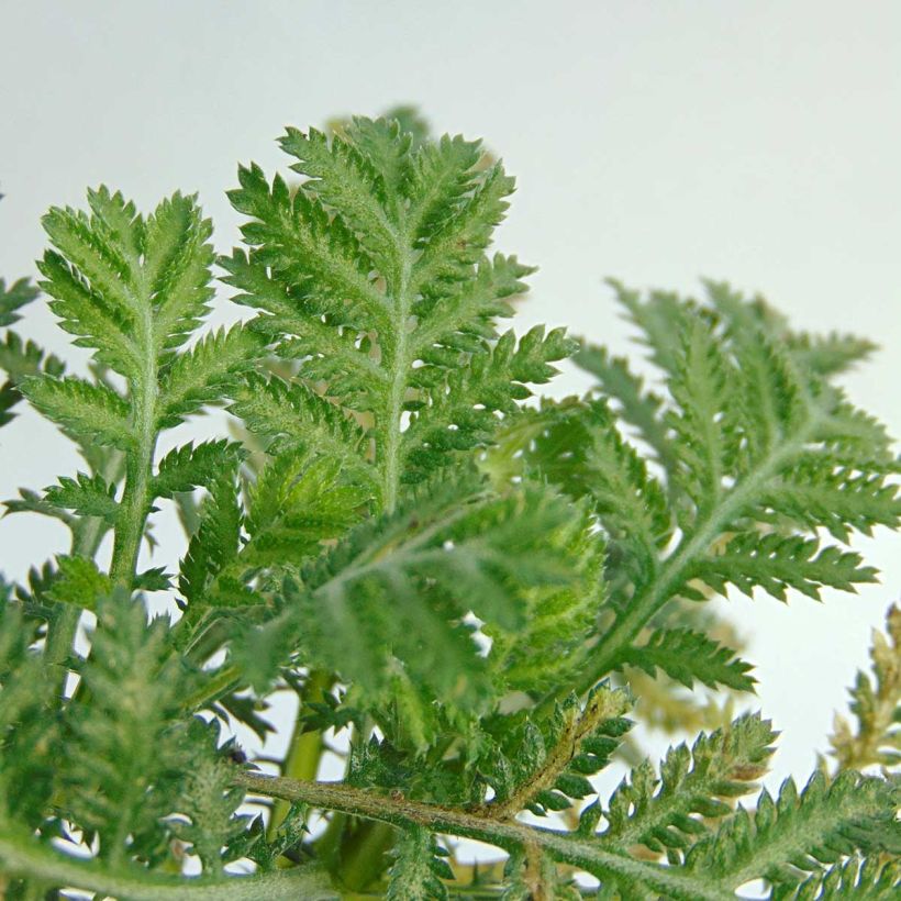 Keltasauramo Wargrave Variety (Lehvistö)