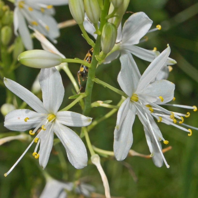 Haarahietalilja - Anthericum ramosum (Kukinta)