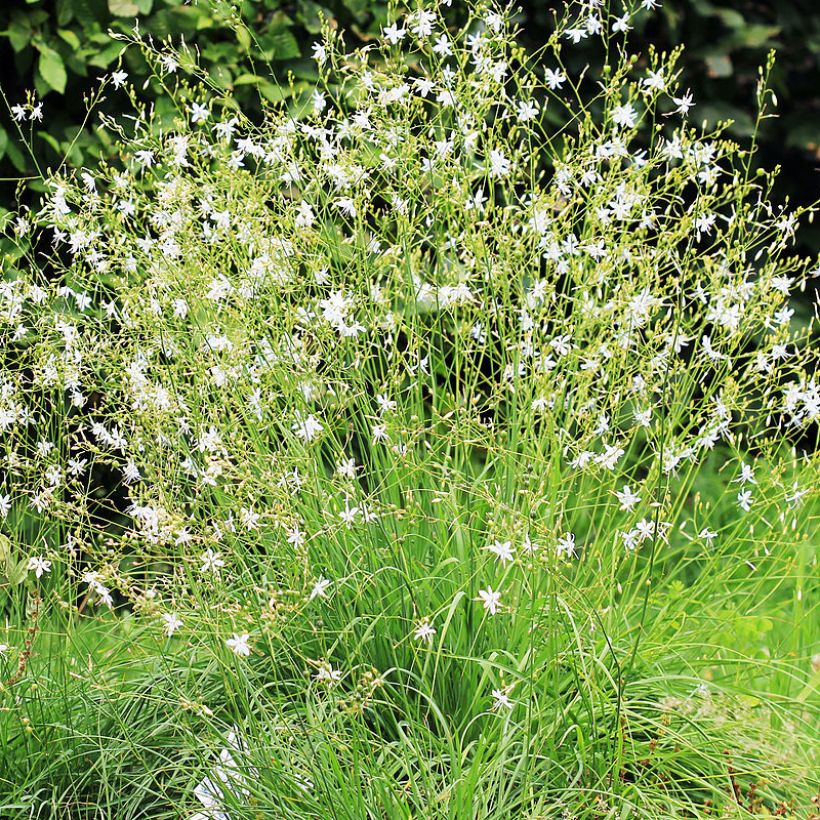 Haarahietalilja - Anthericum ramosum (Kasvutapa)