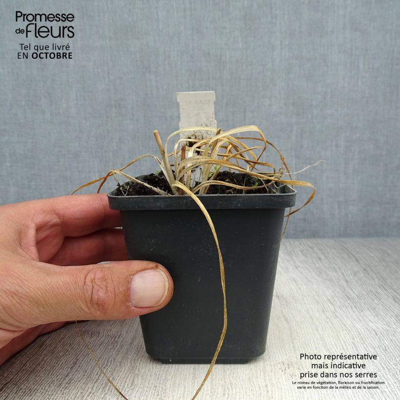 Esimerkki syksyllä toimitetusta Haarahietalilja - Anthericum ramosum 8/9 cm taimiruukku-taimesta