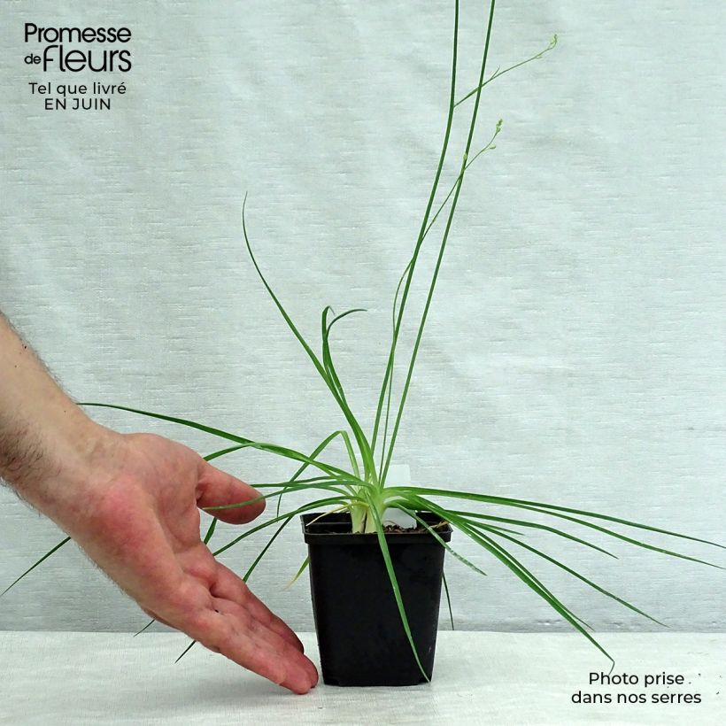 Esimerkki kesällä toimitetusta Haarahietalilja - Anthericum ramosum Godet de 8/9 cm-taimesta