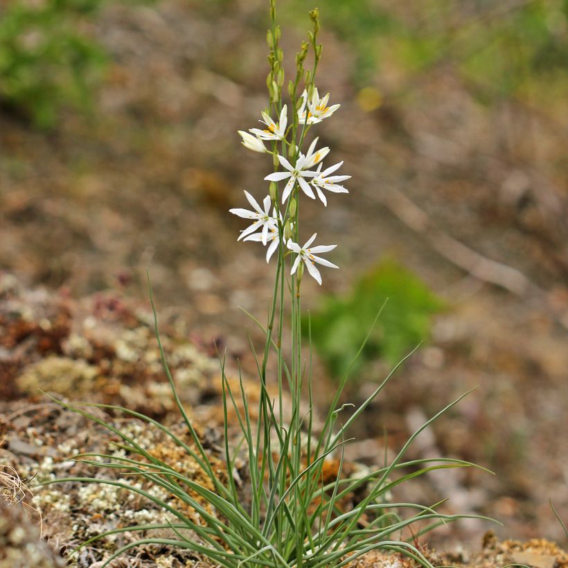 Tähkähietalilja - Anthericum liliago (Kasvutapa)