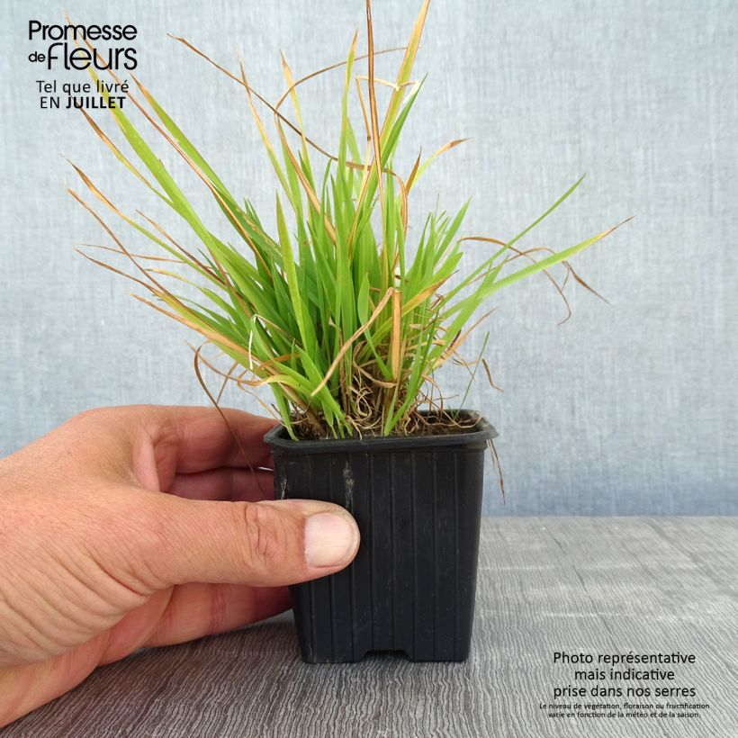 Esimerkki kesällä toimitetusta Eteläntuoksusimake - Anthoxanthum odoratum 8/9 cm taimiruukku-taimesta