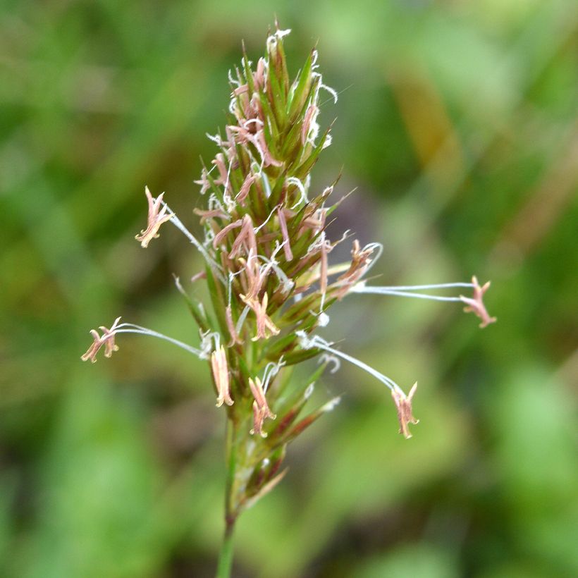 Eteläntuoksusimake - Anthoxanthum odoratum (Kukinta)