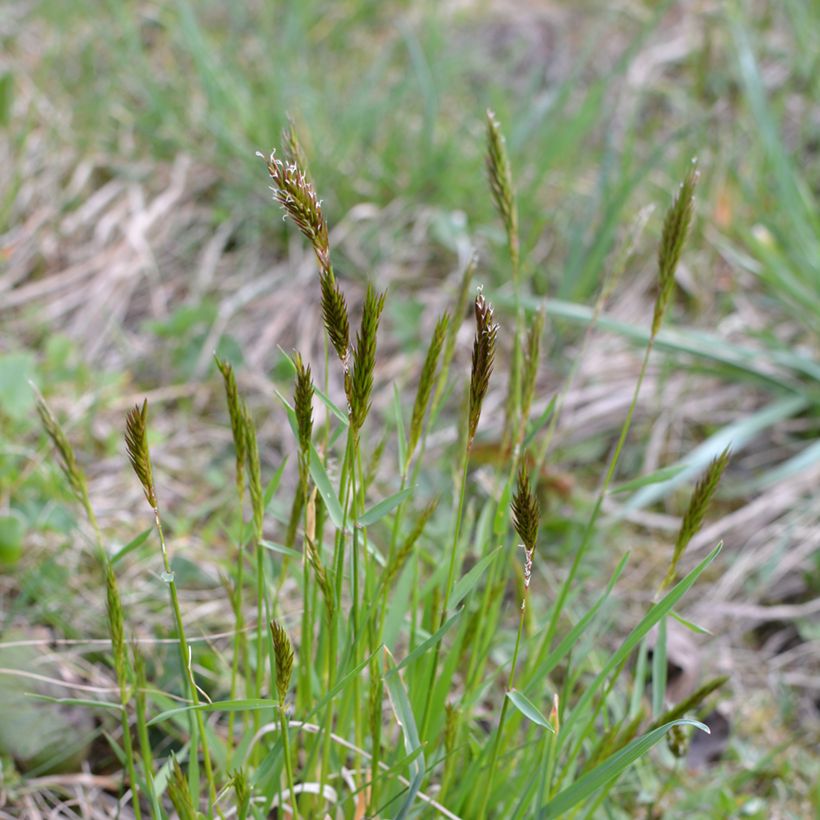 Eteläntuoksusimake - Anthoxanthum odoratum (Kasvutapa)
