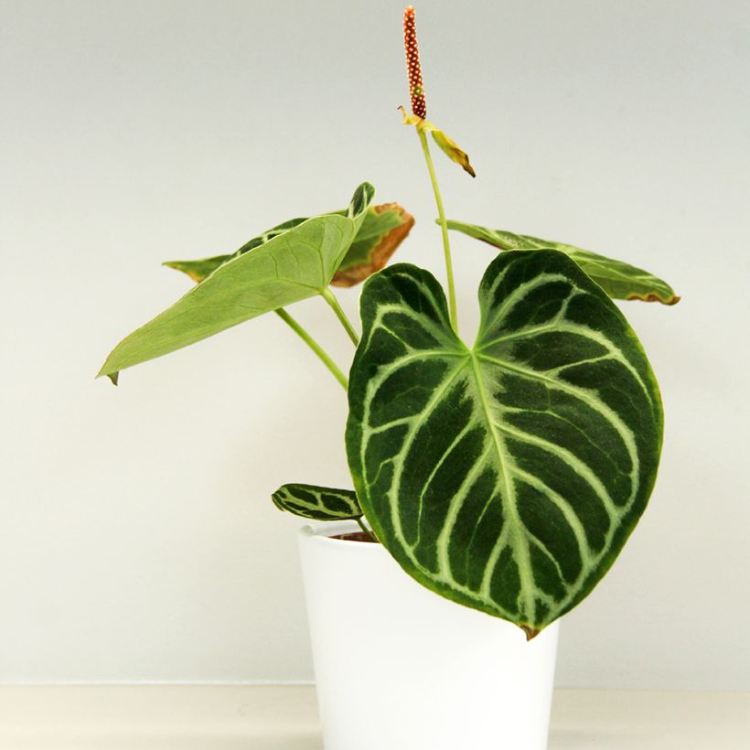 Anthurium Dorayaki (Kasvutapa)