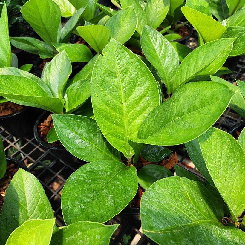 Anthurium jenmanii Green Jady (Lehvistö)