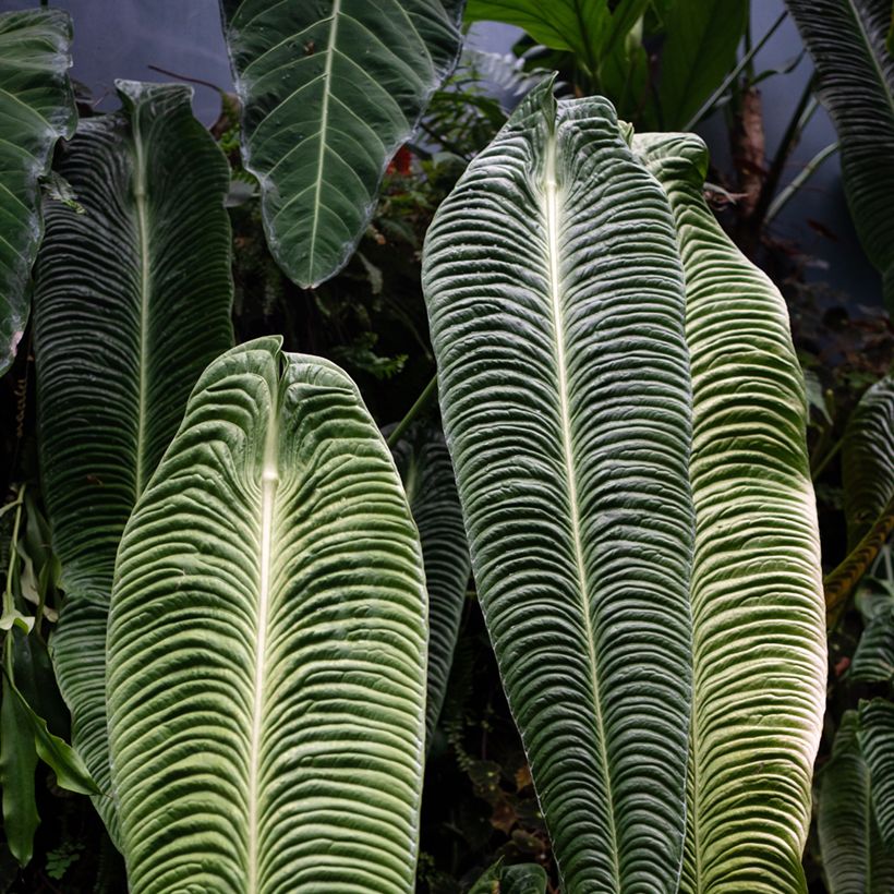 Anthurium veitchii Narrow (Lehvistö)