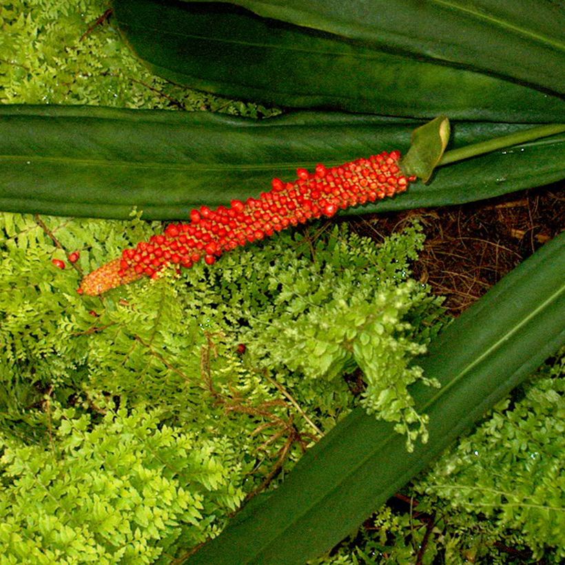 Anthurium bakeri (Kukinta)