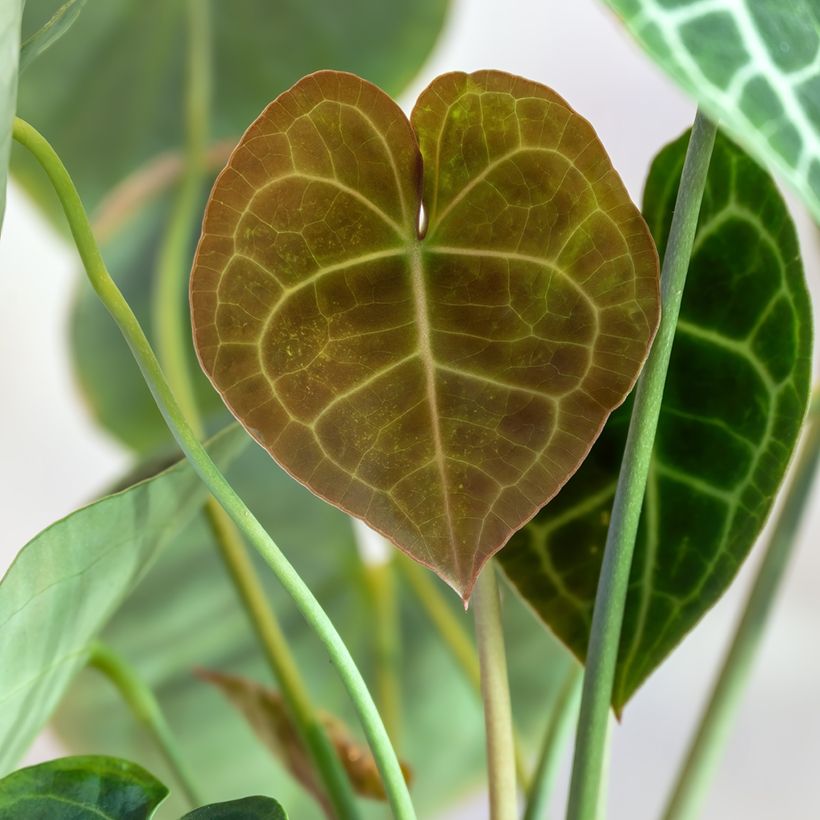 Herttaflamingonkukka - Anthurium clarinervium (Lehvistö)