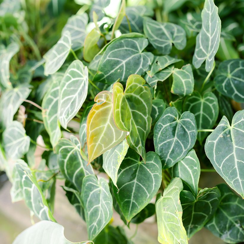 Hopeaflamingokukka - Anthurium crystallinum (Lehvistö)