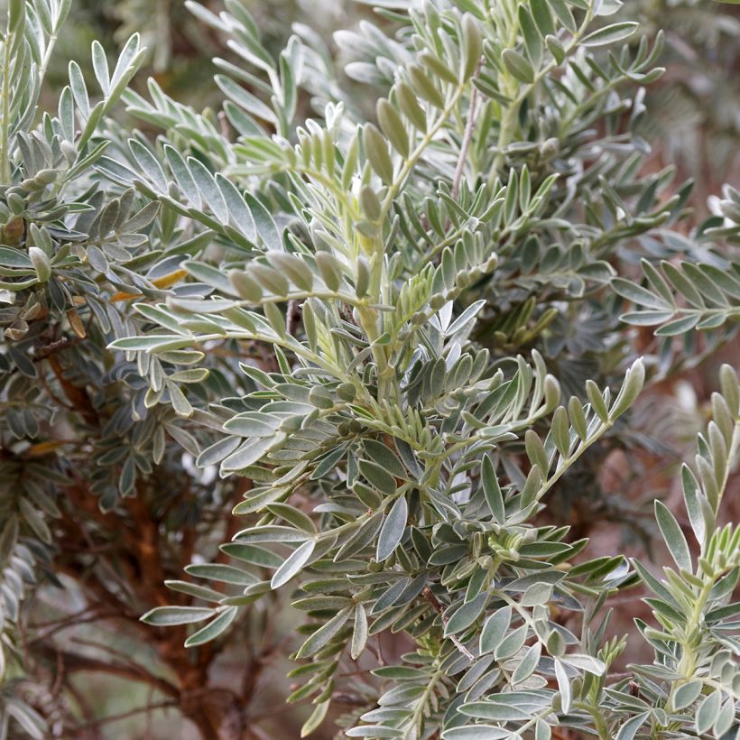 Partamasmalo - Anthyllis barba-jovis (Lehvistö)