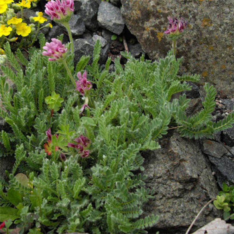 Anthyllis montana Rubra (Lehvistö)