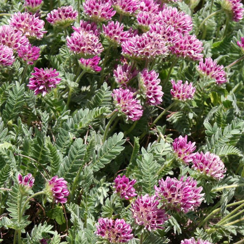 Anthyllis montana Rubra (Kukinta)