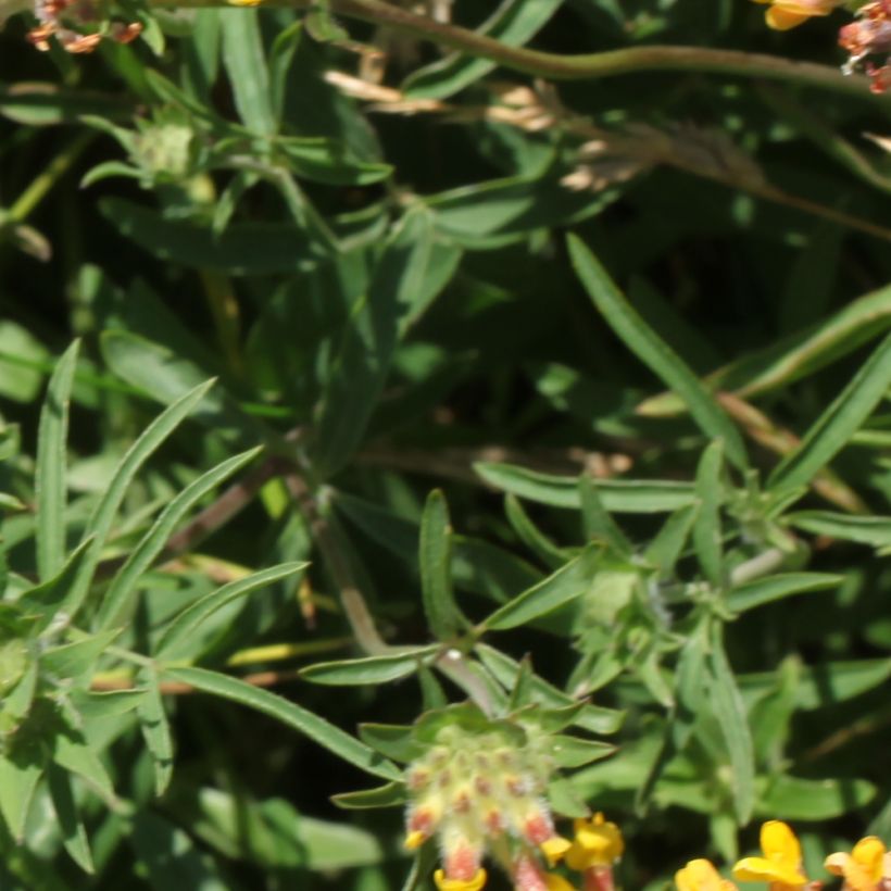Masmalo - Anthyllis vulneraria (Lehvistö)