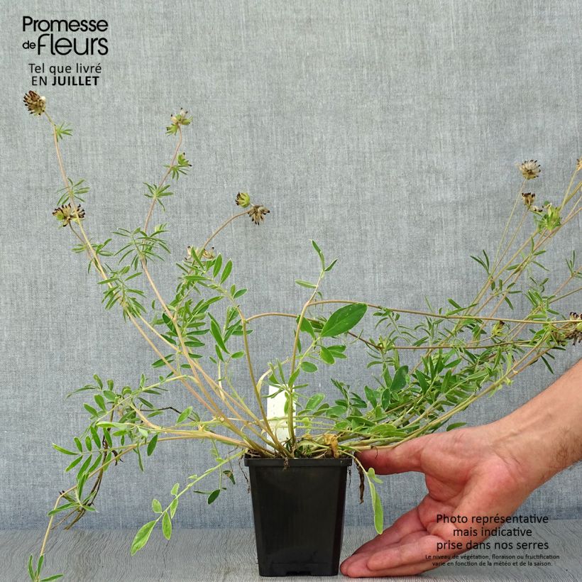 Esimerkki kesällä toimitetusta Masmalo - Anthyllis vulneraria Taimiruukku 8/9 cm-taimesta
