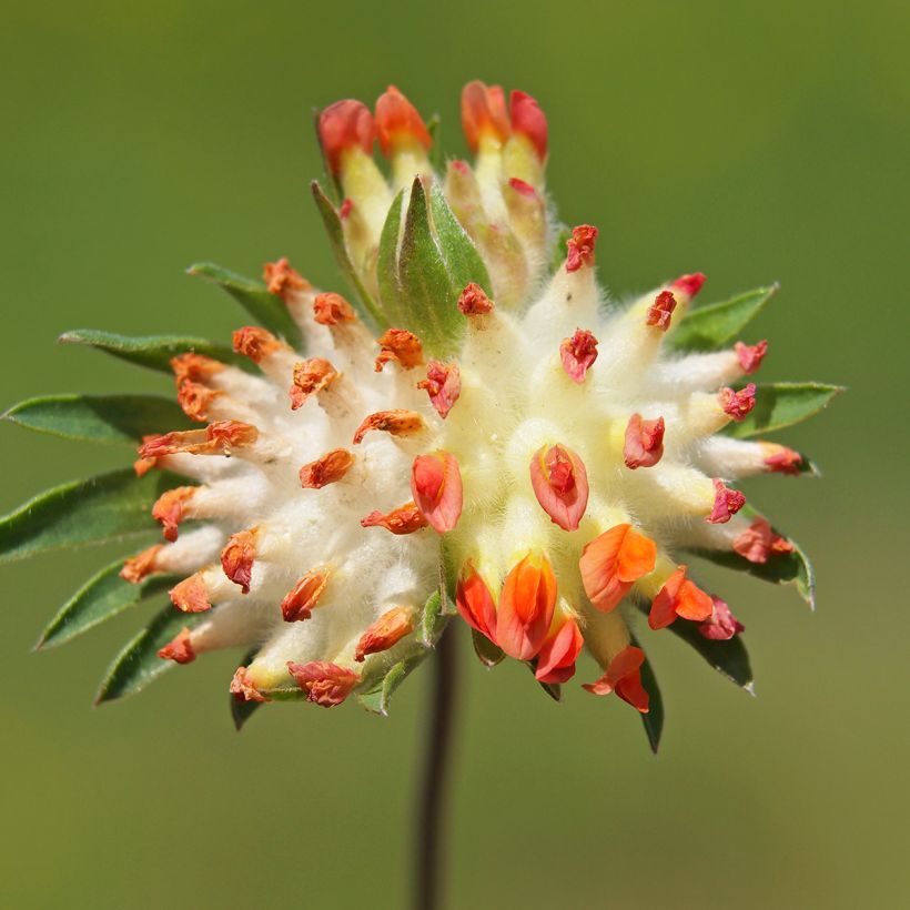 Masmalo var. coccinea (Kukinta)