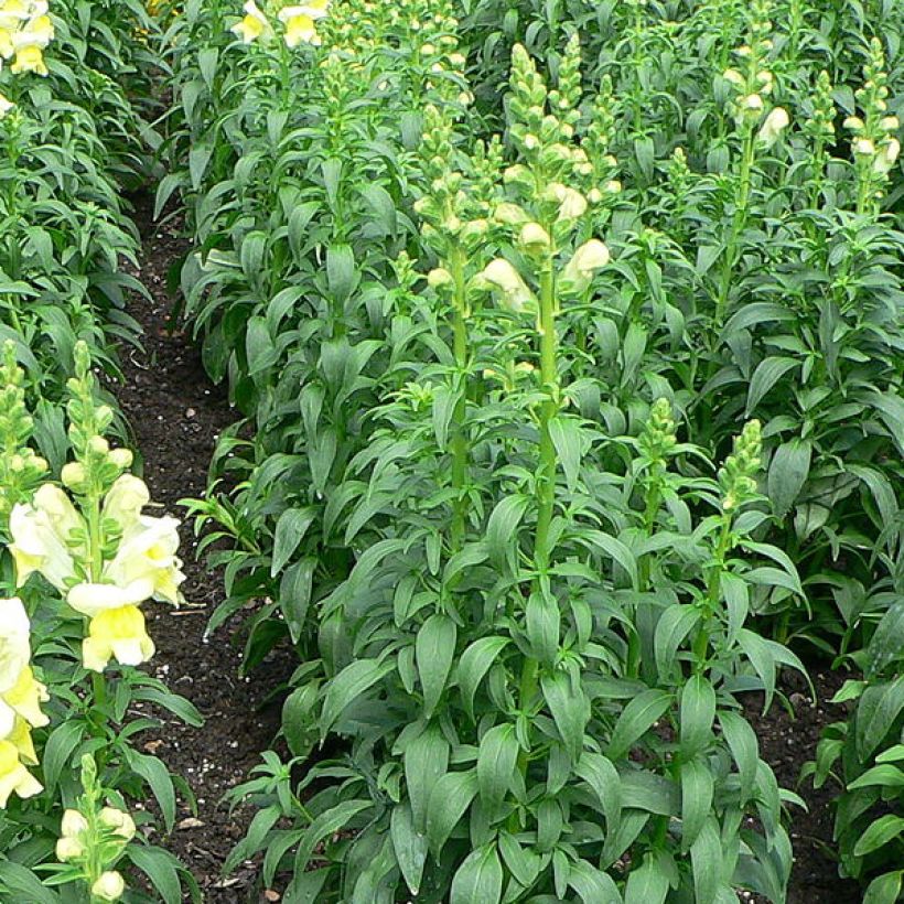 Leijonankita - Antirrhinum braun-blanquetii (Lehvistö)