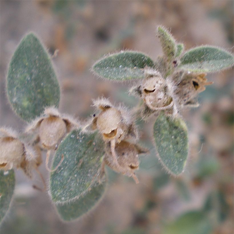 Leijonankita - Antirrhinum hispanicum (Lehvistö)