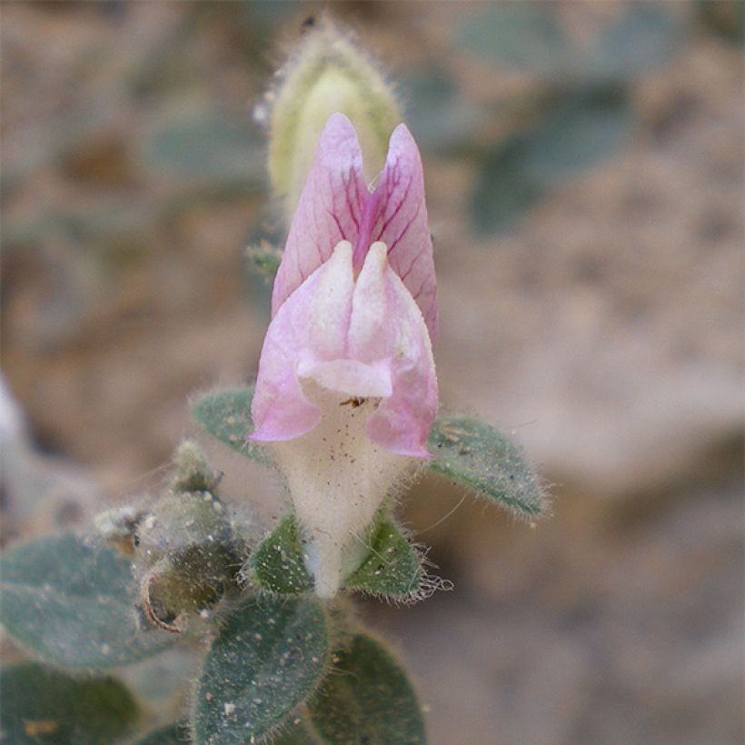 Leijonankita - Antirrhinum hispanicum (Kukinta)