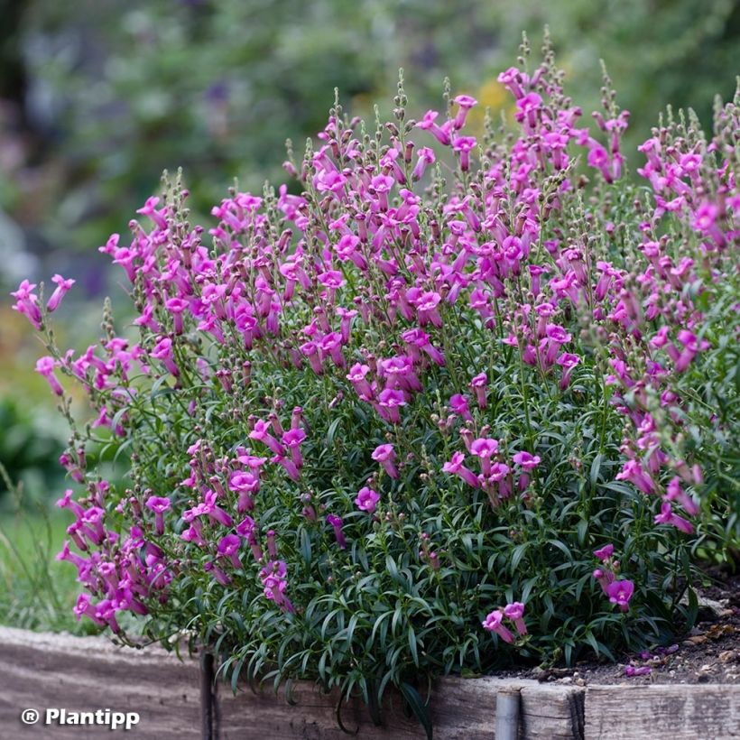 Leijonankita Pretty in Pink (Kasvutapa)