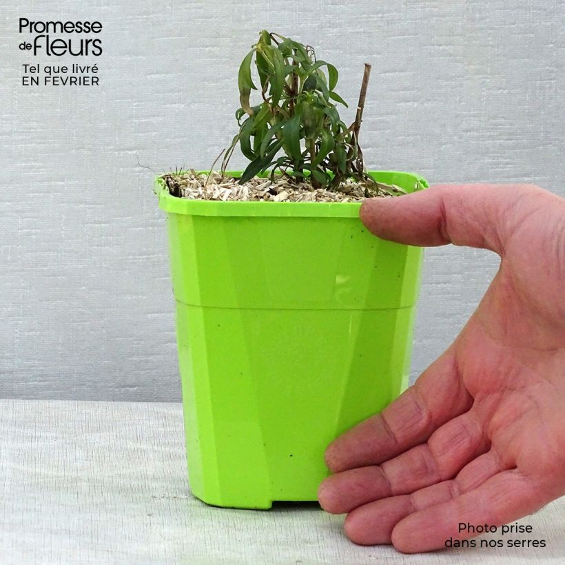 Esimerkki talvella toimitetusta Leijonankita Pretty in Pink Pot de 1L/1,5L-taimesta