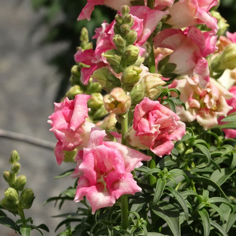 Leijonankita Sweet Duet Appleblossom (siemenet) (Kukinta)