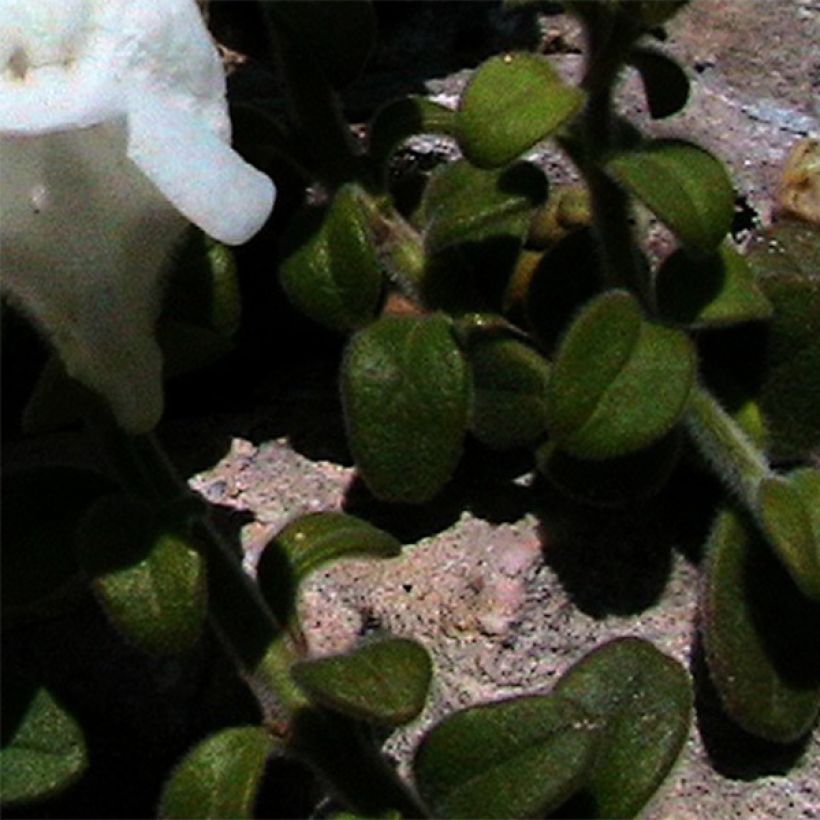 Leijonankita - Antirrhinum molle (Lehvistö)