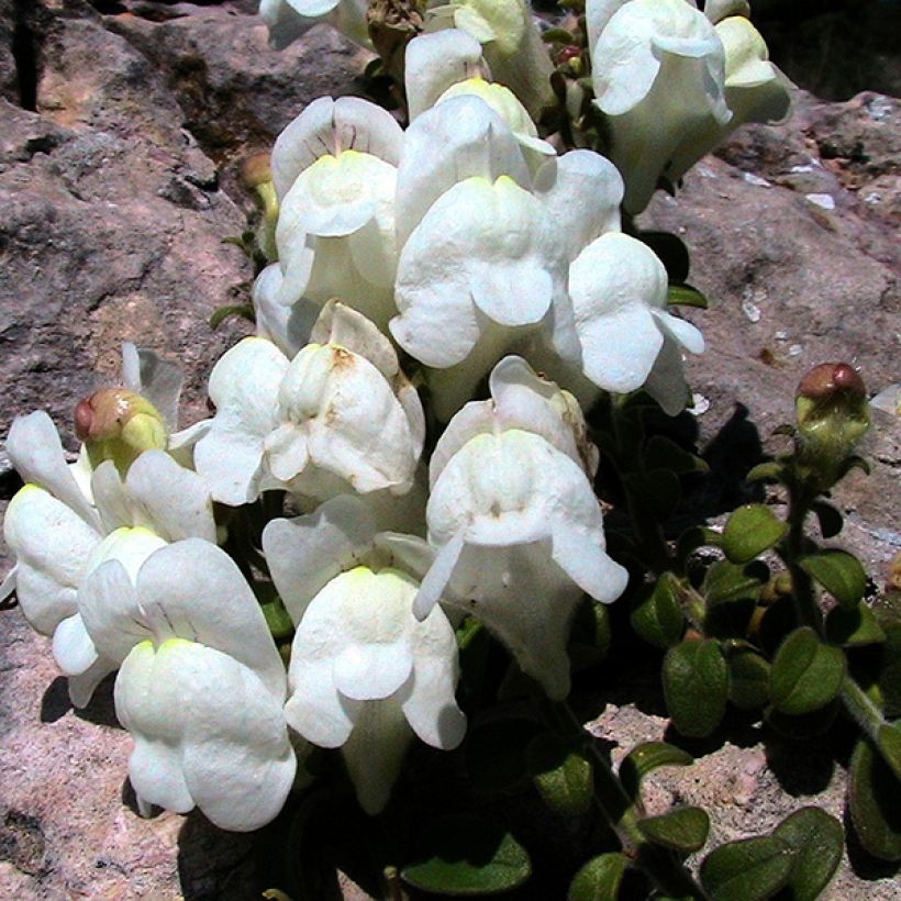 Leijonankita - Antirrhinum molle (Kukinta)
