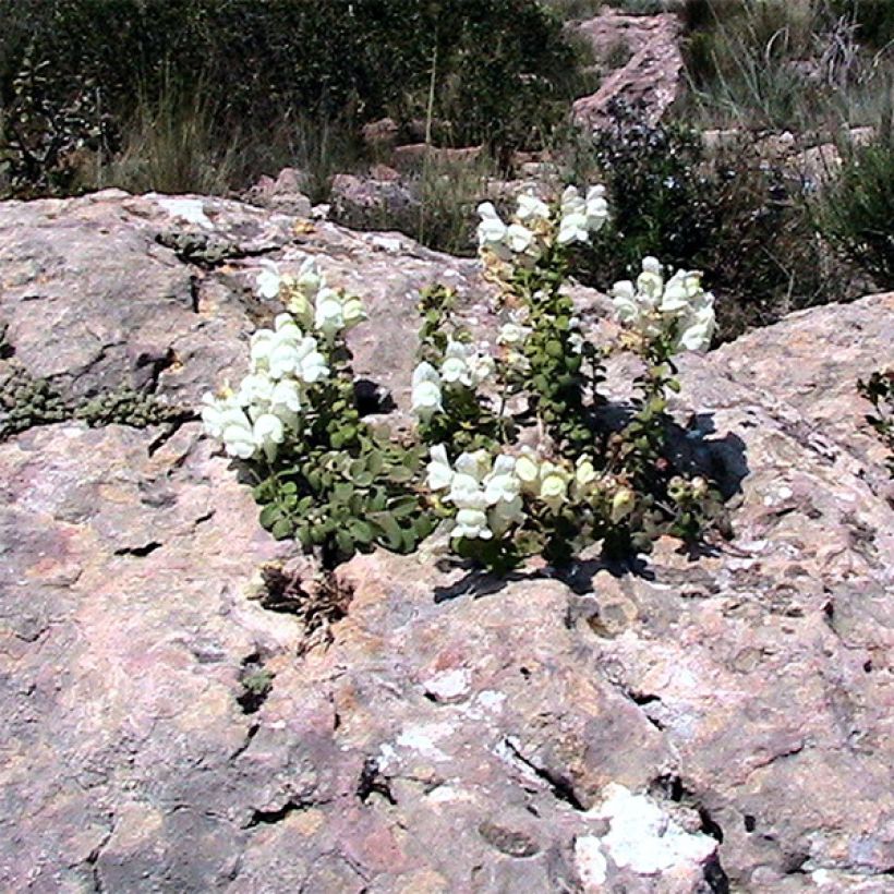 Leijonankita - Antirrhinum molle (Kasvutapa)