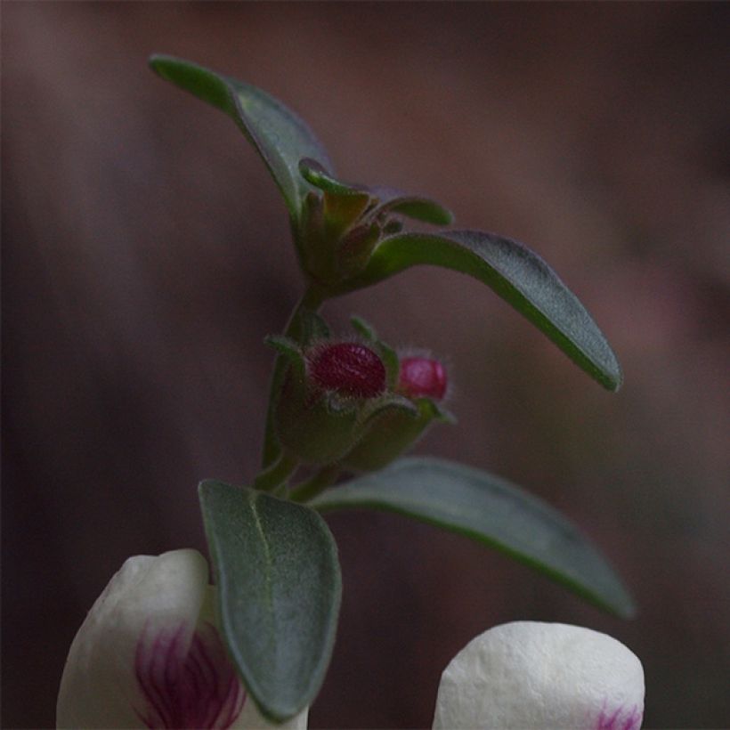 Leijonankita - Antirrhinum sempervirens (Lehvistö)