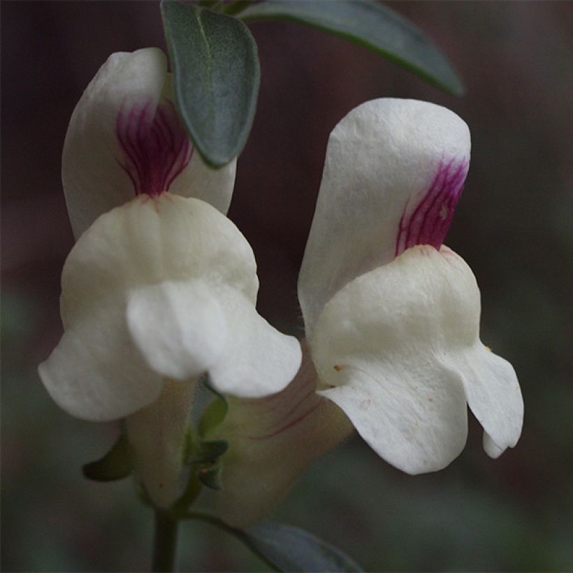 Leijonankita - Antirrhinum sempervirens (Kukinta)