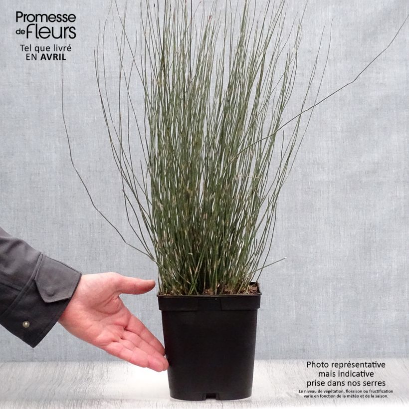 Esimerkki keväällä toimitetusta Apodasmia similis Pot de 2L/3L-taimesta