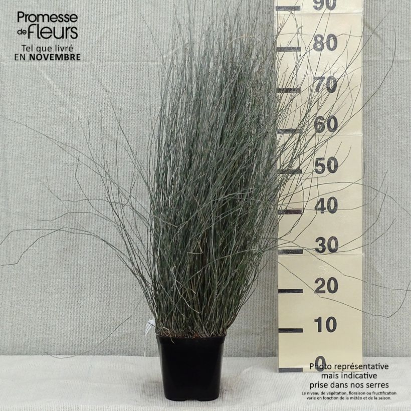 Esimerkki syksyllä toimitetusta Apodasmia similis 2 litran/3 litran ruukku-taimesta